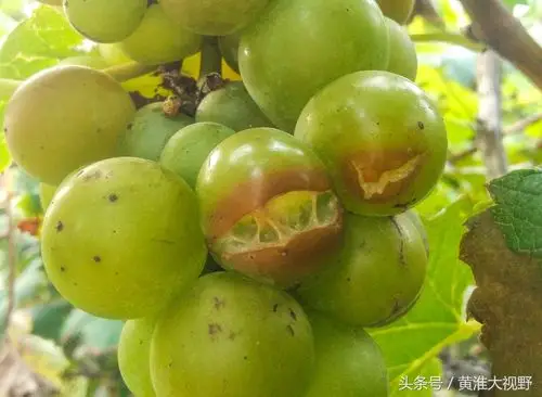 皖北近日雨水连绵果农葡萄炸口腐烂受损严重