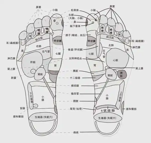 是人的第二心脏,其中遍布经络要穴,几乎每个穴位都有对应的腑脏器官