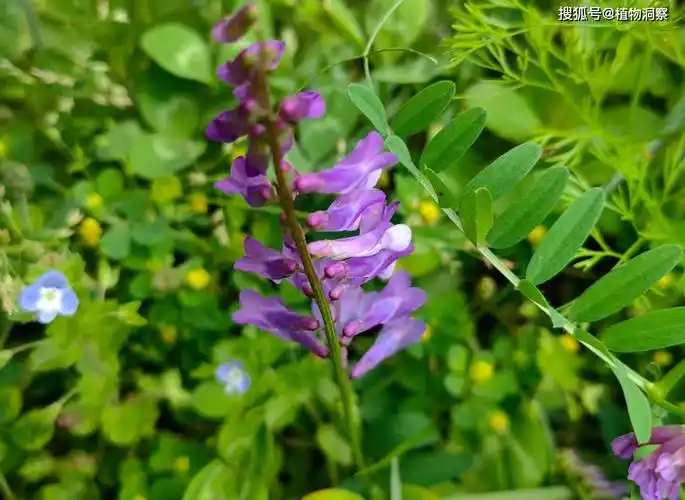 野豌豆,又称大巢菜,野菜豆,有4大作用,价值极高,农民朋友要了解!