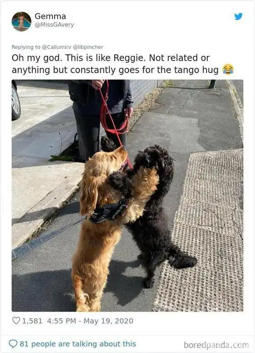 两只狗抱在一起跳探戈舞