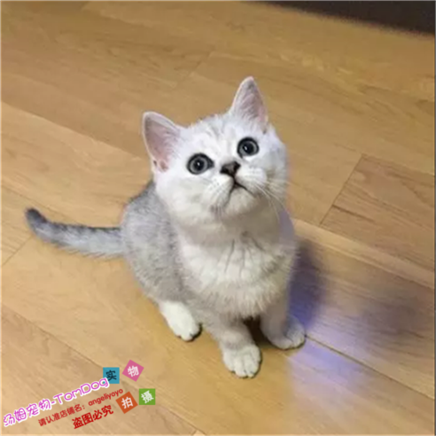 苏格兰折耳猫银渐层立耳英国短毛猫银渐层英短幼猫活体宠物猫e