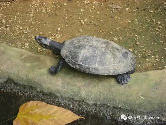 物种图册-黄头侧颈龟