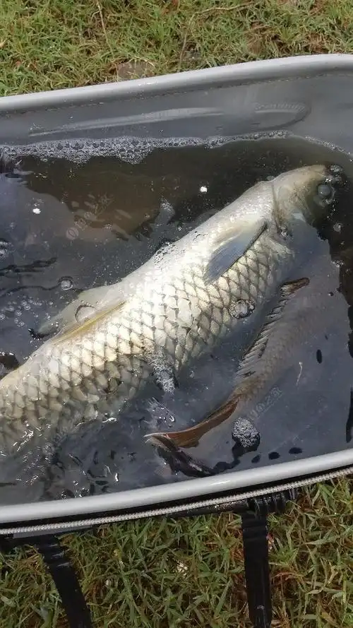 谁说百滑湖滑的,补鱼获图片