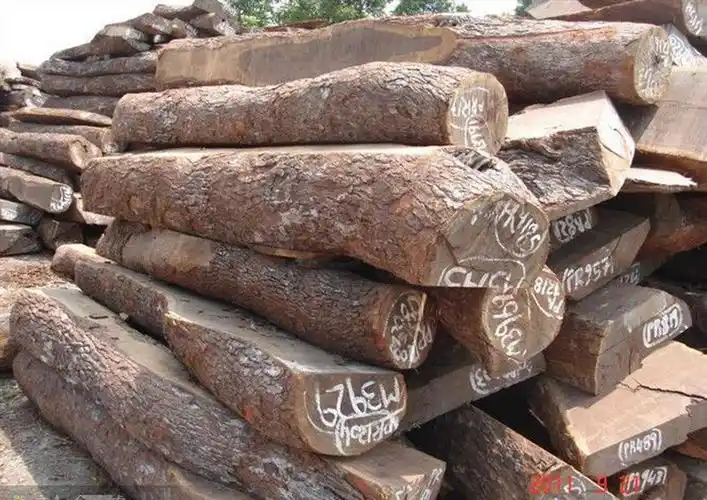 p>厚皮灰木,symplocos crassifolia benth,山矾科 a target="_blank"