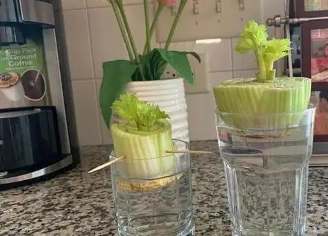 水培蔬菜有哪些品种适合在家里水养的蔬菜