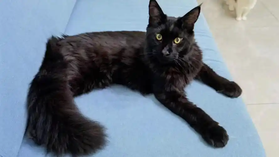 缅因纯黑色弟弟家长返图大长脸进入尴尬期啦