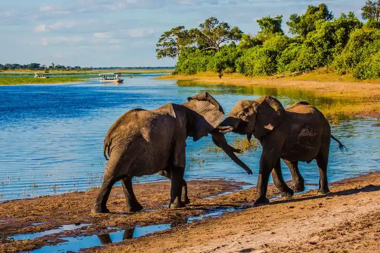 津巴布韦这篇文章要是让泰国的大象看到它们会流泪