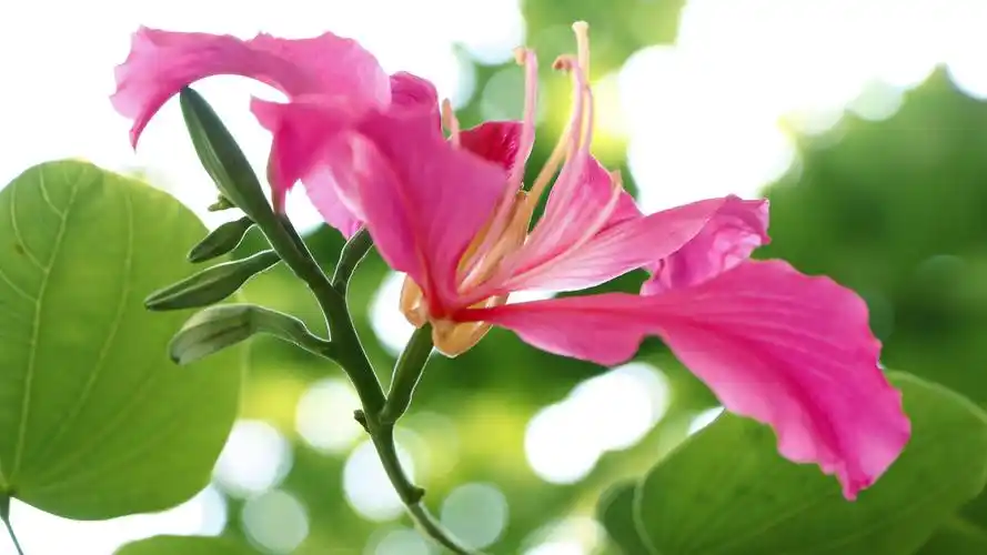 精选紫荆花图片壁纸下载