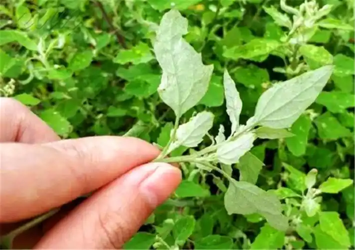 被农民称为"灰灰菜"的害草,曾经见到就烦,如今却靠它致富