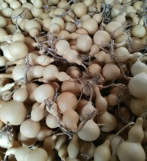 种植基地直销 小亚腰素葫芦 有龙头白皮葫芦 工艺葫芦原料