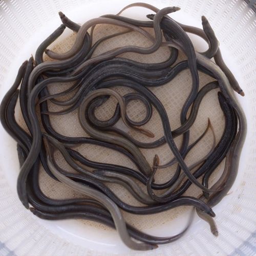 鳗鱼苗 河鳗鱼苗 白鳗鱼苗淡水养殖活体包邮