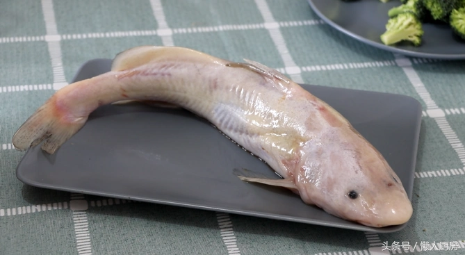 鮰鱼是什么鱼,鮰鱼是什么鱼能吃吗