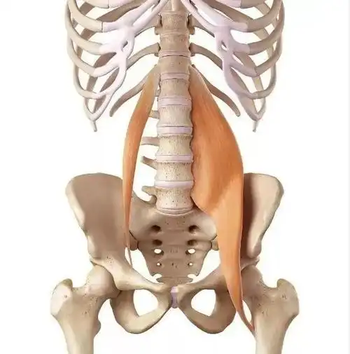 腰痛之第三腰椎横突综合症