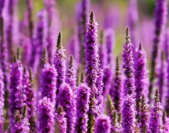 薰衣草花语(蓝色薰衣草花语)