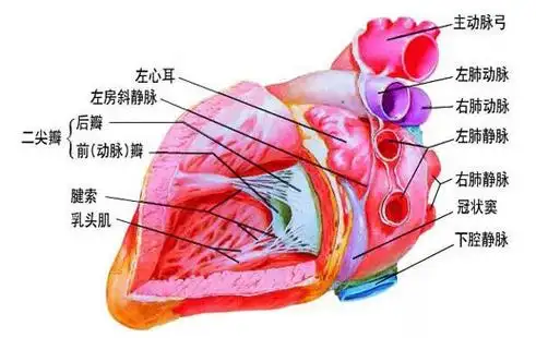 收藏图解心脏内部结构360度无死角