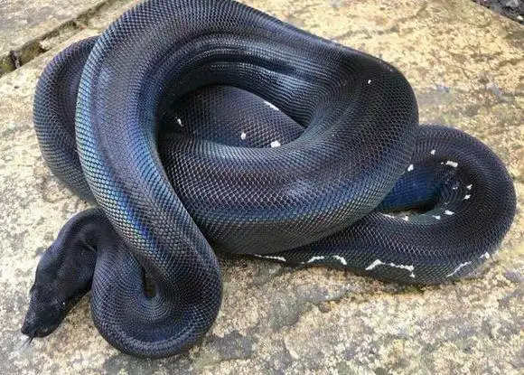 漂亮的黑金网纹蟒