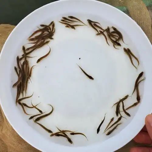 泥鳅鱼苗 台湾泥鳅鱼苗 快大泥鳅鱼苗 大量供应鱼苗