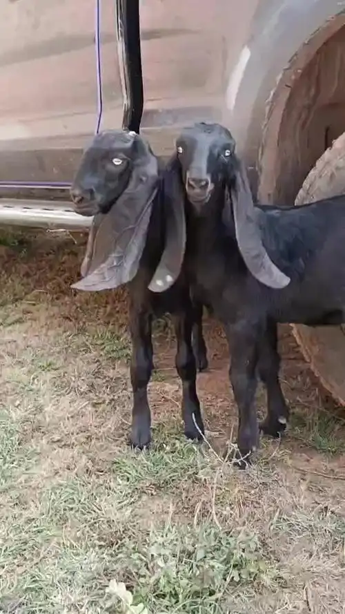 济宁努比亚黑山羊羊羔产地行情