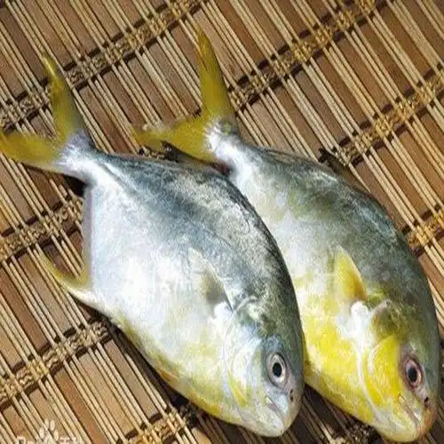 黄立鲳鱼的拉丁文学名是什么?