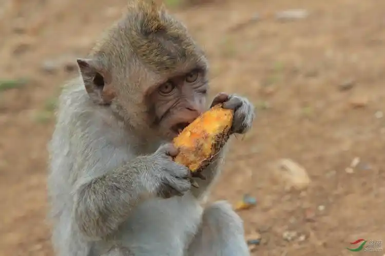 啃水果的小猴
