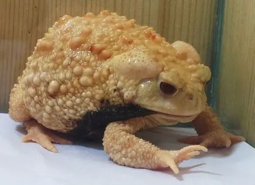 【新提醒】『藏』-- 原生之美 -- 中华大蟾蜍白