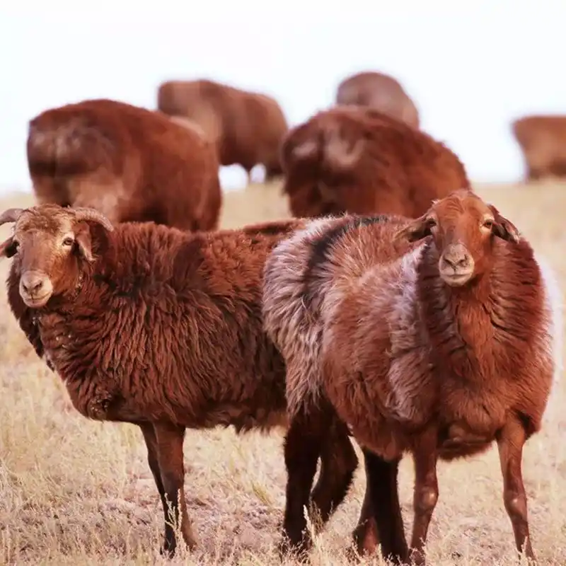 新疆哈萨克大尾羊,大自然给新疆最美的礼物