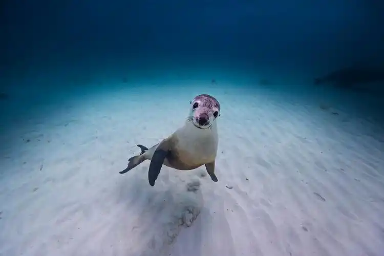 澳洲白海狮,他看向我的那一刻我摁下了快门