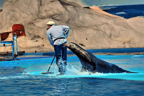 迟交的作业——青岛极地海洋世界——调皮的海狮