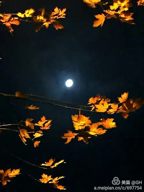 享受这别具特色的冬夜美景.