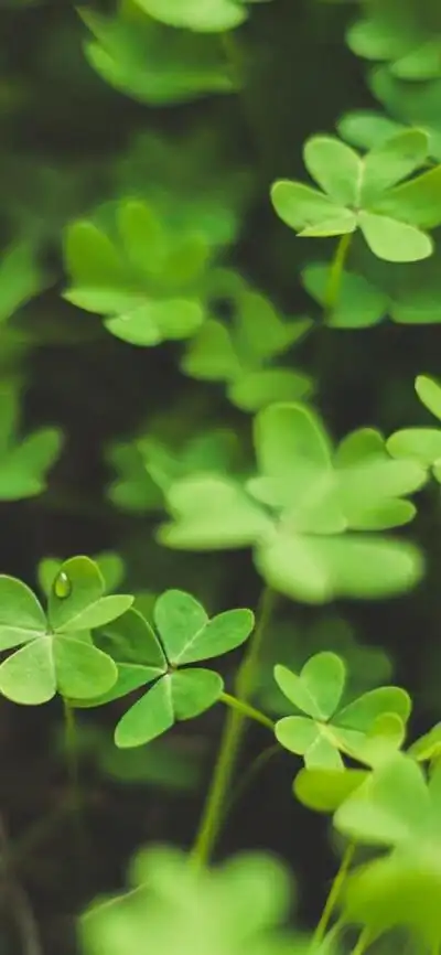 护眼的聊天背景