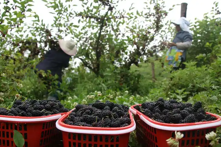 纳雍:桑葚采摘正当时