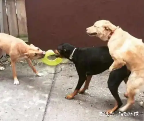 【动物也疯狂】猪:这是我猪朋狗友,狗:这是我猪队友!