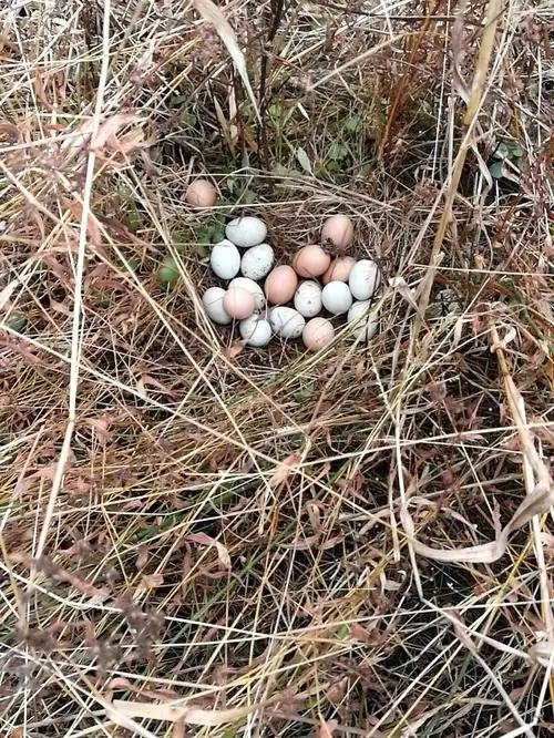 原生态土鸡蛋