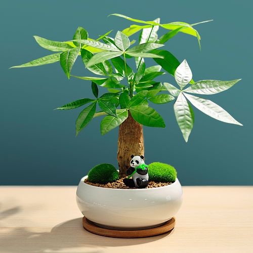 发财树_发财树盆栽创意熊猫摆件办公室内桌面花卉绿植景观盆景招财