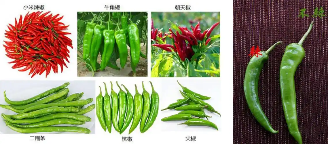 想识得辣味,先要会挑辣椒,怎么选往这儿看