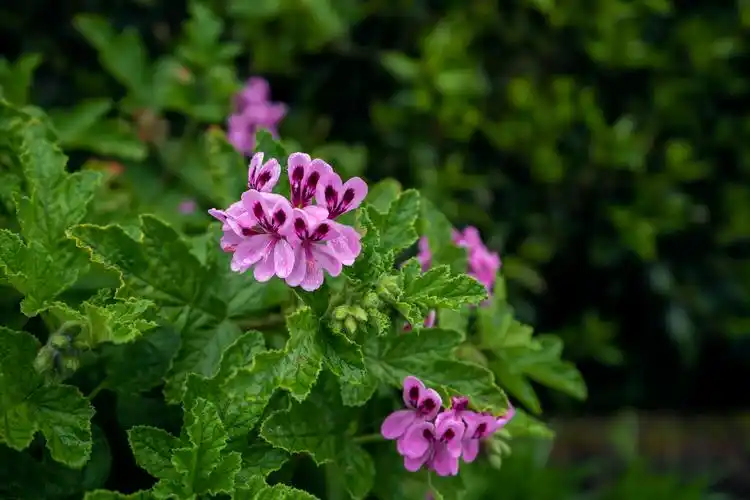 香叶天竺葵?百度识图,相似度不高.