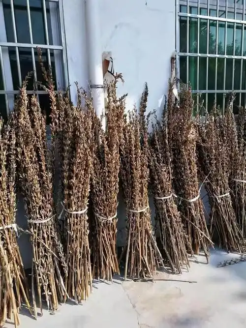 芝麻杆有什么用?