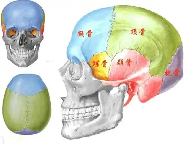 原创解剖课件头部的解剖结构和形体结构ppt