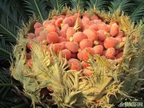 铁树果的功效与作用