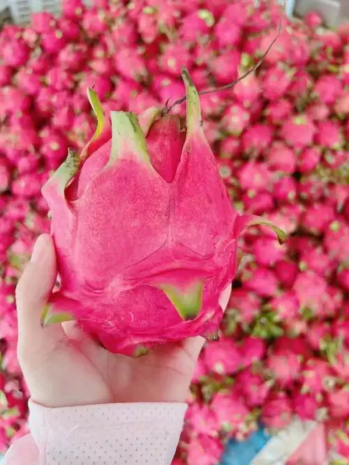 硇洲岛红心火龙果