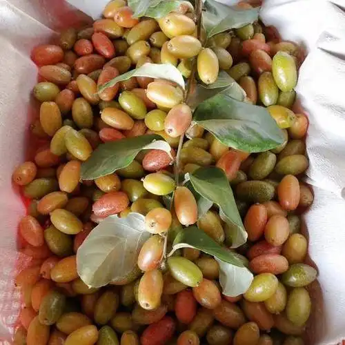 云南省临沧市永德县 牛奶果