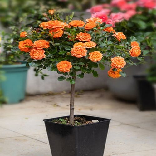 源乙彩嫁接树状月季树桩月季大花浓香四季开花庭院盆栽地栽棒棒糖月季