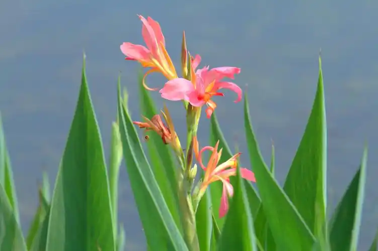 【红花美人蕉】