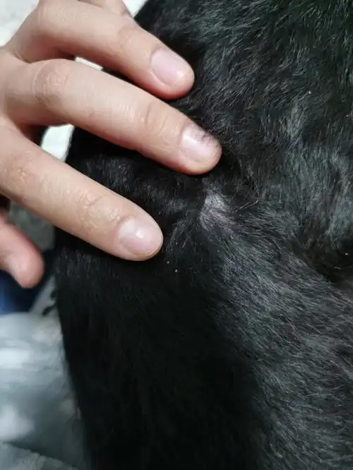 有的地方会有小小的疙瘩.