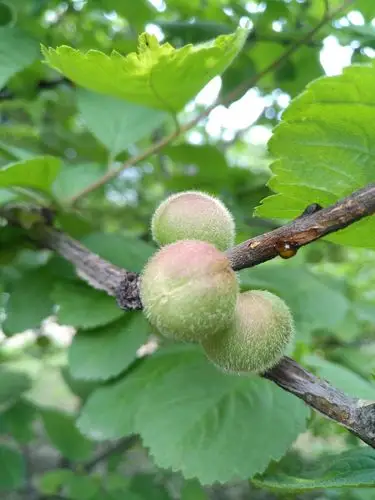 榆叶梅,也叫小桃红,结的果实,果实红了时远看以为是樱桃,近摸果实是硬