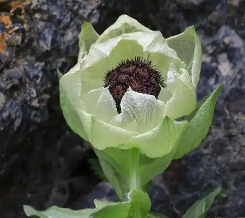 江苏惠明农产品流通中心有限公司每天学一味中药,天山雪莲!