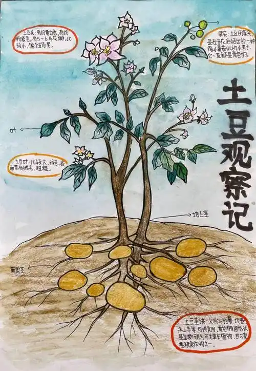 《土豆观察记》作者:桥头镇第四小学 胡晓敏 11岁指导老师:胡瑞云