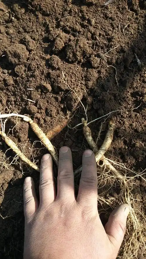 人参什么时候种植