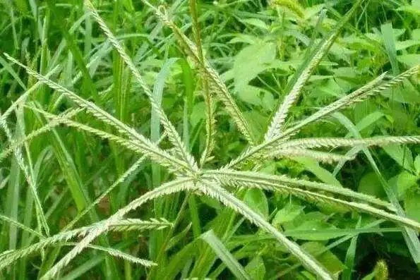 牛筋草的功效与作用及食用方法