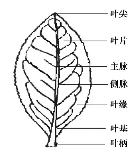 茶树的植物学特性